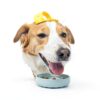 Paws For Reaction Dog Gift Basket Toys Slow Feeder Bowl-5