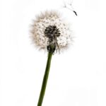 Harper Kindle Book Clinical Psychology Emotional Health-0